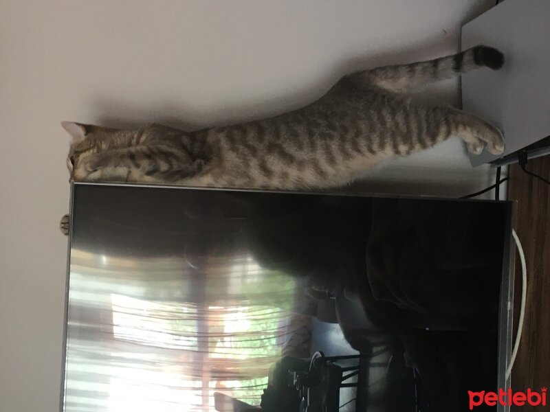 British Shorthair, Kedi  Gümüş fotoğrafı