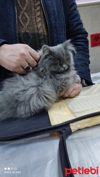 British Longhair, Kedi  Carlos fotoğrafı