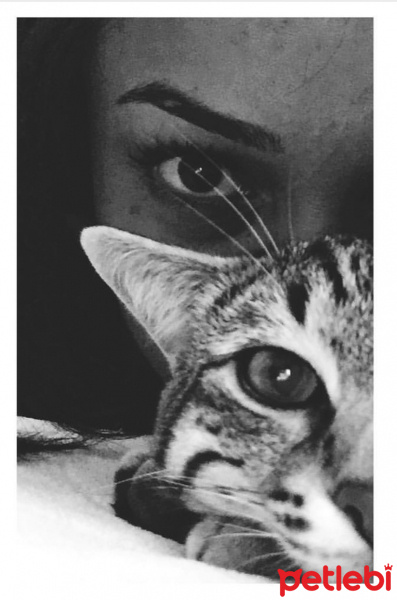 Tekir Kedi, Kedi  Joker fotoğrafı