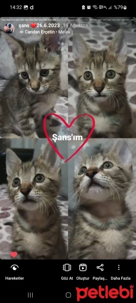 Tekir Kedi, Kedi  ŞANS fotoğrafı
