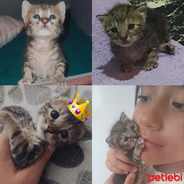 Tekir Kedi, Kedi  ŞANS fotoğrafı