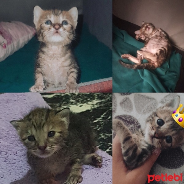Tekir Kedi, Kedi  ŞANS fotoğrafı
