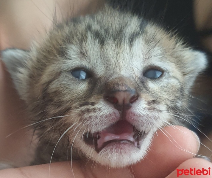 Tekir Kedi, Kedi  ŞANS fotoğrafı