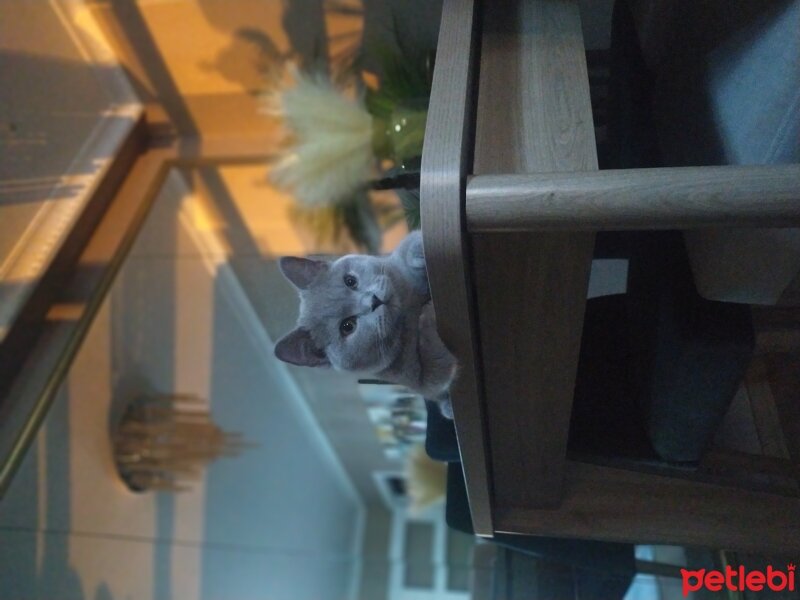 Scottish Fold, Kedi  Çakıl fotoğrafı