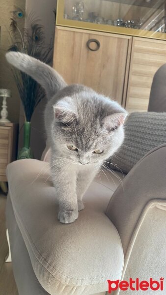 Scottish Fold, Kedi  Çakıl fotoğrafı