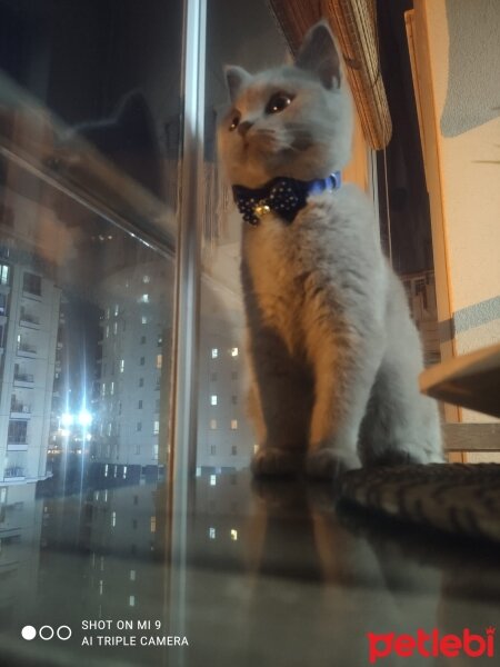 Scottish Fold, Kedi  Çakıl fotoğrafı