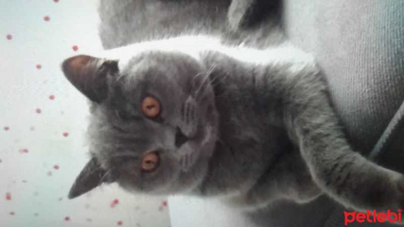 British Shorthair, Kedi  Panky  fotoğrafı
