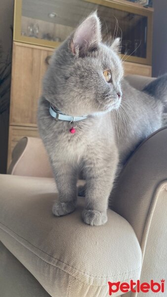 Scottish Fold, Kedi  Çakıl fotoğrafı