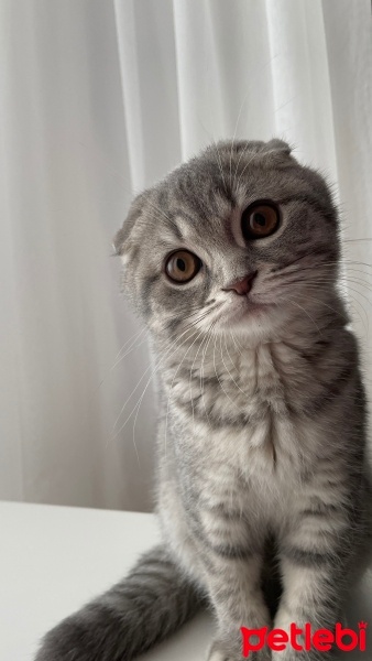 Scottish Fold, Kedi  Mia fotoğrafı