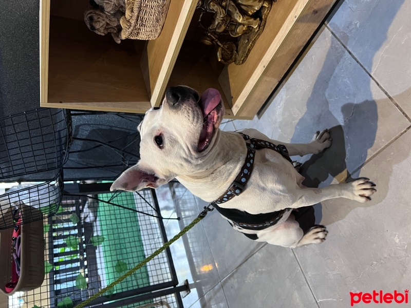 Amerikan Pitbull Terrier, Köpek  Jazz fotoğrafı