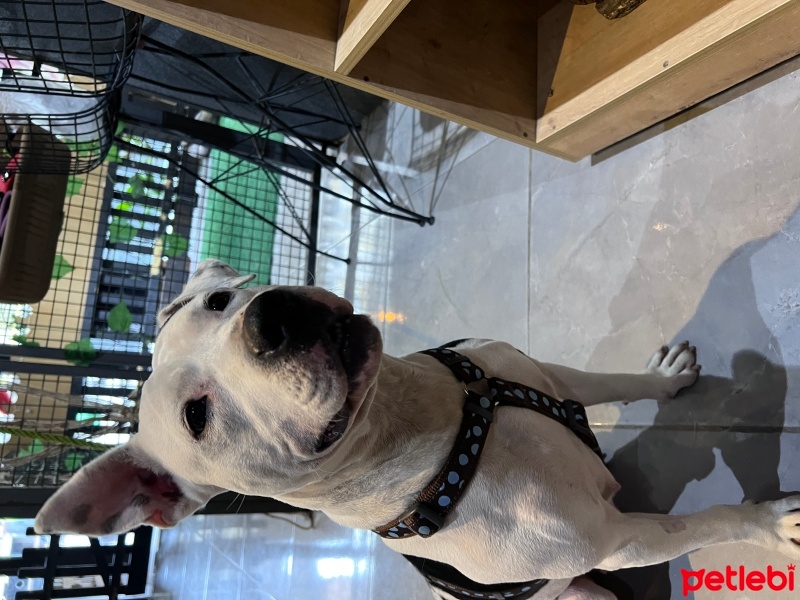 Amerikan Pitbull Terrier, Köpek  Jazz fotoğrafı