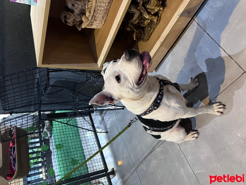 Amerikan Pitbull Terrier, Köpek  Jazz fotoğrafı