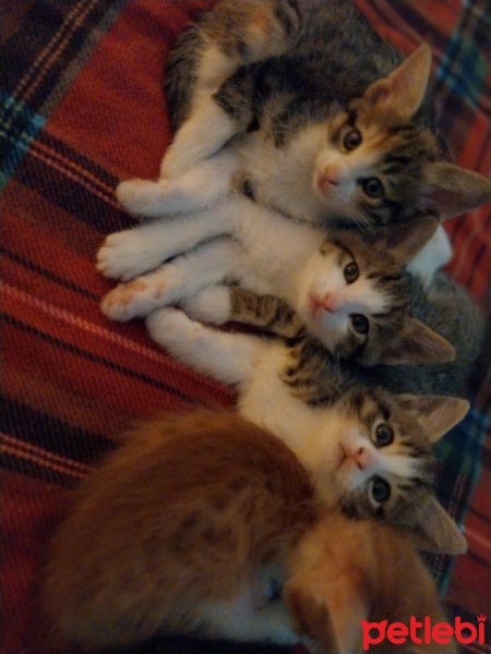 Tekir Kedi, Kedi  Tekir fotoğrafı