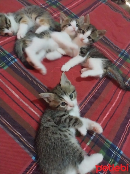 Tekir Kedi, Kedi  Tekir fotoğrafı