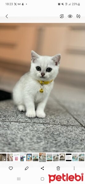 Scottish Fold, Kedi  Sütlaç fotoğrafı