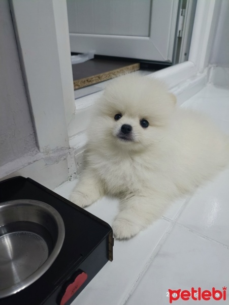 Pomeranyalı, Köpek  Maskot fotoğrafı