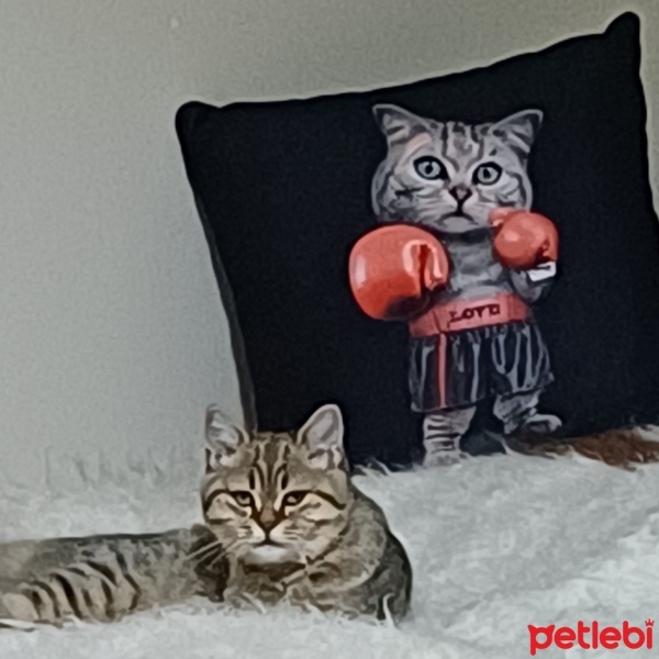 British Shorthair, Kedi  Pamuk fotoğrafı