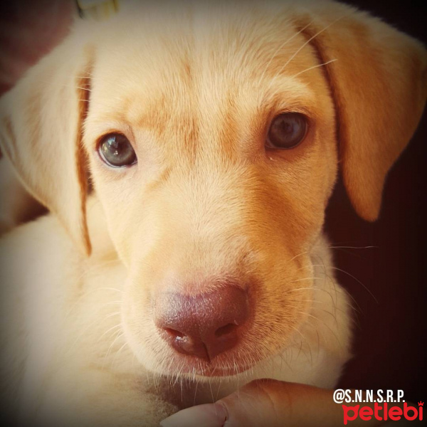 Labrador Retriever, Köpek  NAR fotoğrafı