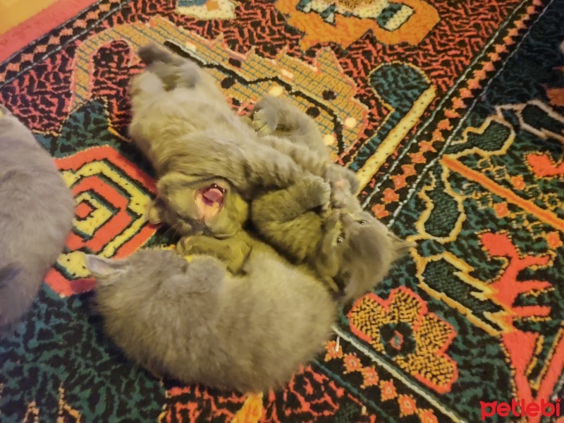 British Shorthair, Kedi  Bihter fotoğrafı