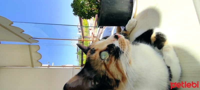 Tekir Kedi, Kedi  Ciko fotoğrafı