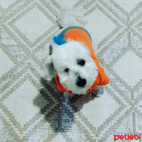 Maltese, Köpek  korsan fotoğrafı
