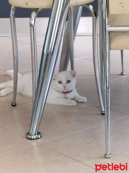 Scottish Fold, Kedi  Maviş fotoğrafı