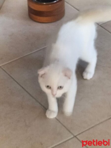 Scottish Fold, Kedi  Maviş fotoğrafı