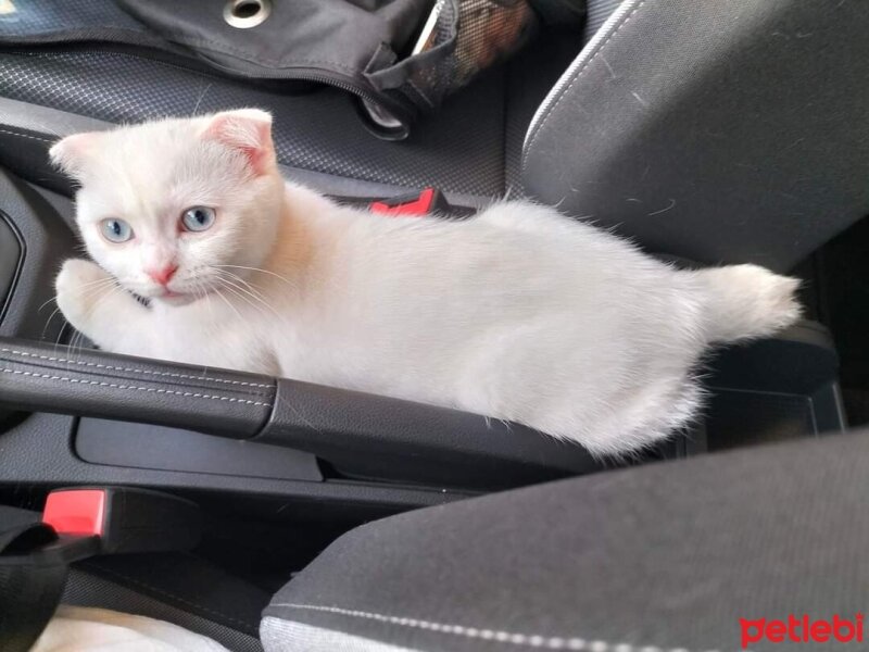 Scottish Fold, Kedi  Maviş fotoğrafı