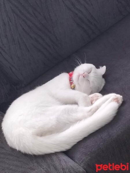 Scottish Fold, Kedi  Maviş fotoğrafı