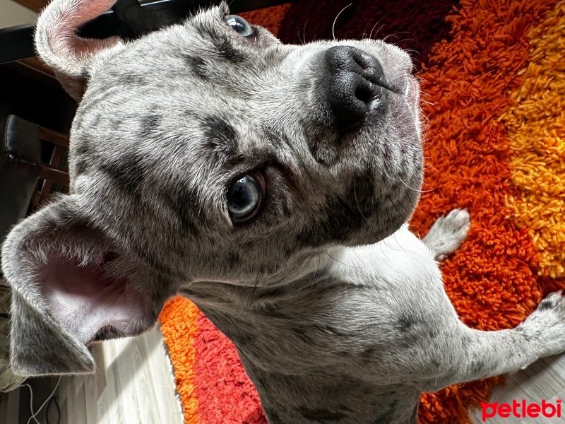 Fransız Bulldog, Köpek  Dobby fotoğrafı