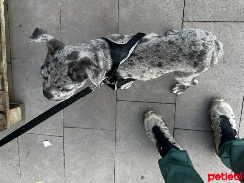Fransız Bulldog, Köpek  Dobby fotoğrafı