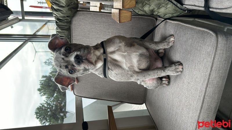 Fransız Bulldog, Köpek  Dobby fotoğrafı