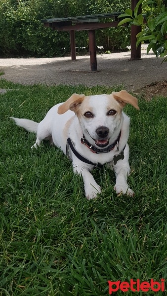 Jack Russell Terrier, Köpek  ÇAKIL fotoğrafı
