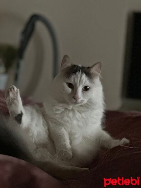 European Shorthair, Kedi  Elyaf fotoğrafı