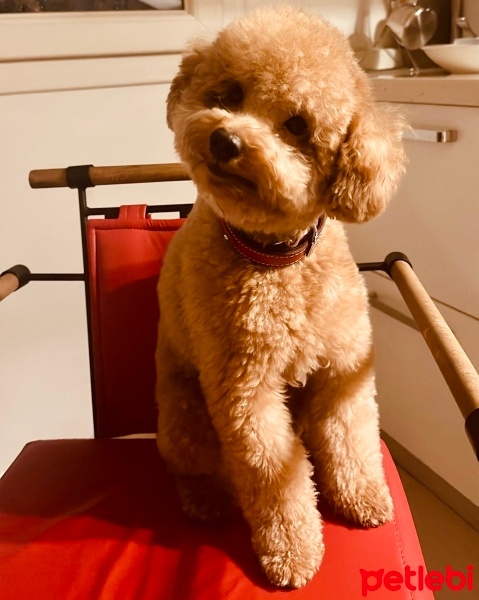 Poodle(Standart Kaniş), Köpek  Suşhi fotoğrafı