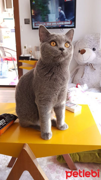 British Shorthair, Kedi  Gofret fotoğrafı