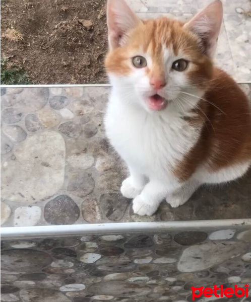 Sarman, Kedi  Tarçın fotoğrafı