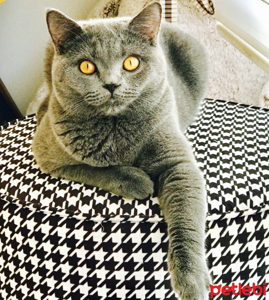 British Shorthair, Kedi  Gofret fotoğrafı