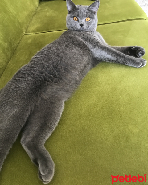 British Shorthair, Kedi  Gofret fotoğrafı