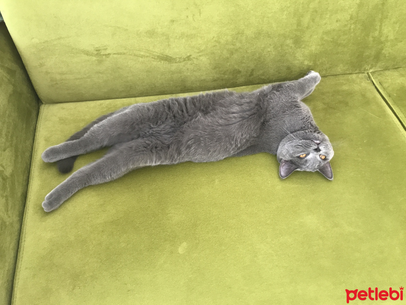British Shorthair, Kedi  Gofret fotoğrafı