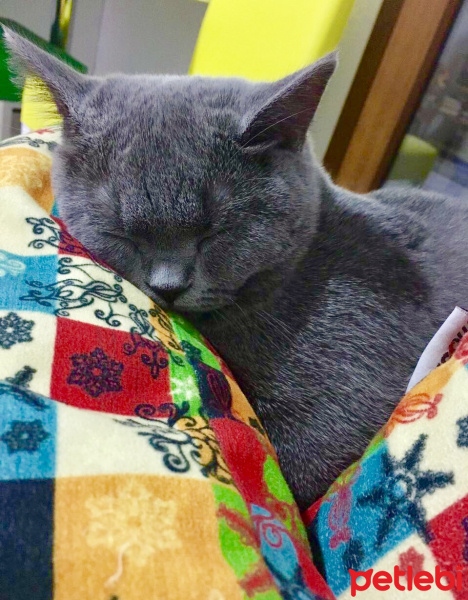 British Shorthair, Kedi  Gofret fotoğrafı