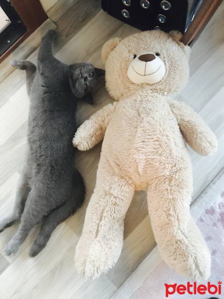 British Shorthair, Kedi  Gofret fotoğrafı