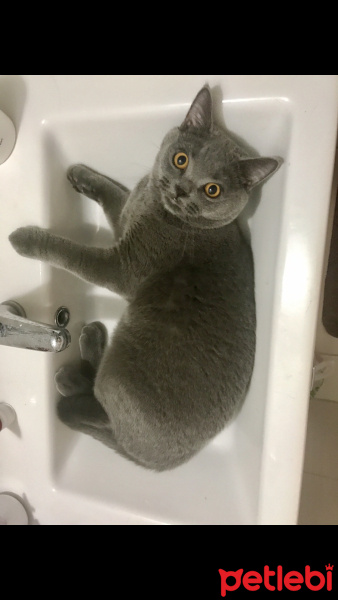British Shorthair, Kedi  Gofret fotoğrafı