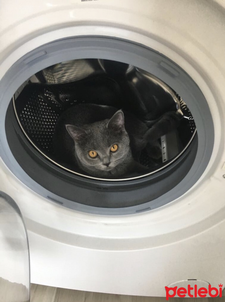 British Shorthair, Kedi  Gofret fotoğrafı