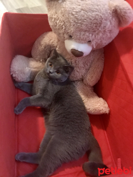 British Shorthair, Kedi  Gofret fotoğrafı
