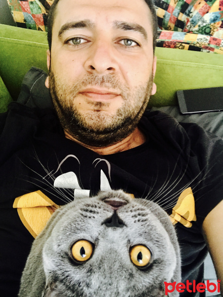 British Shorthair, Kedi  Gofret fotoğrafı