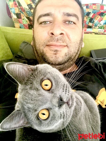 British Shorthair, Kedi  Gofret fotoğrafı