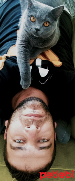 British Shorthair, Kedi  Gofret fotoğrafı