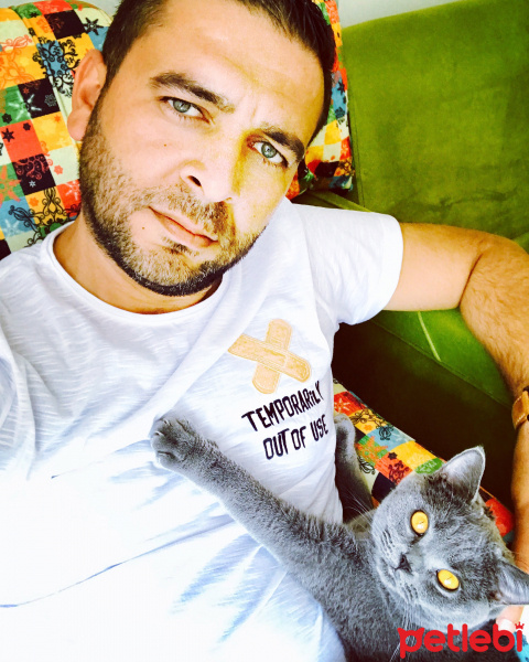 British Shorthair, Kedi  Gofret fotoğrafı