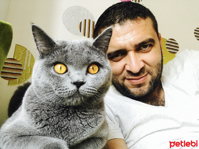 British Shorthair, Kedi  Gofret fotoğrafı